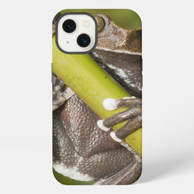Funda Para iPhone Captive Tapichalaca Tree Frog Hyloscirtus (Reverso )