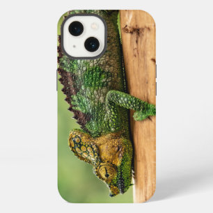Chameleon, reptil, naturaleza