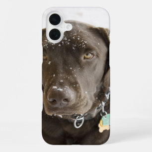Funda Para iPhone 16 Plus Chocolate Labrador nevado con alma