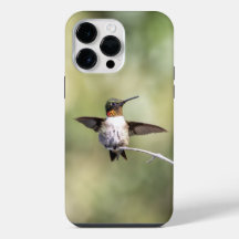 Colibrí de Garganta Rubí