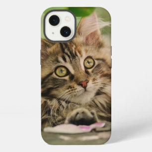 Cute Maine Coon Cat Kitten Photo Portrait - 