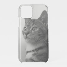 Retrato de gato lindo