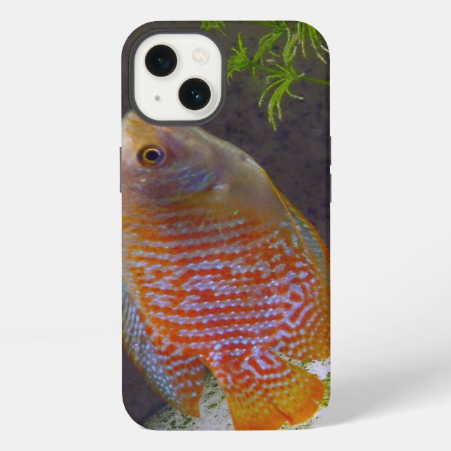 Funda Para iPhone Dwarf Gourami Fish (Reverso )