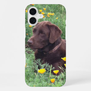 Funda Para iPhone 16 Plus Fotografía de cerca de Labrador Retriever en la na