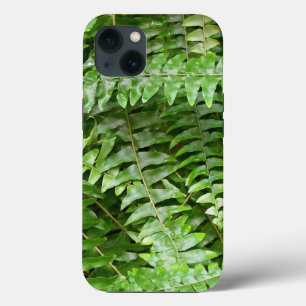 Helechos verdes de la naturaleza