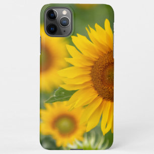 Funda Para iPhone 11Pro Max Hermosas flores de girasol para ti!