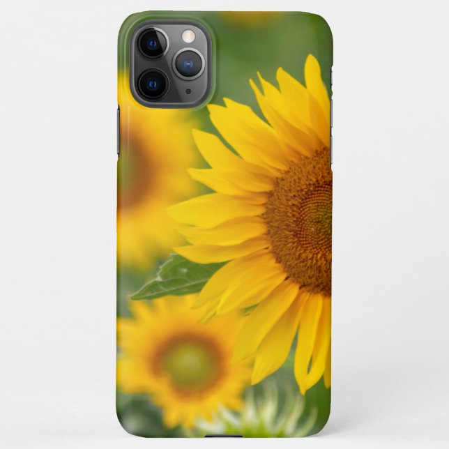 Funda Para iPhone Hermosas flores de girasol para ti! (Reverso)