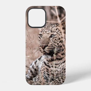 Funda Para iPhone 12 Imagen de arte fino de enorme leopardo macho salva