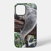 KOALA DURMIENDO EN UN ÁRBOL