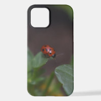 Ladybug en Flores