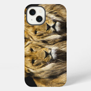 Leones depredadores peligrosos