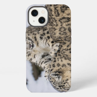 Leopardos de las nieves: