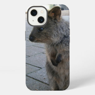 "Mimos en Australia: Un Quokka Gris Acurrucado"
