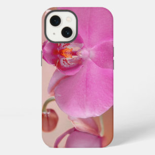 orquídea, rosa, flor