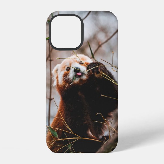 FUNDA PARA iPhone OSO KOALA ADORABLE (Reverso )