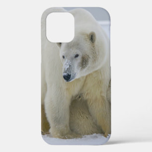 FUNDA PARA iPhone 12 OSO POLAR MADRE Y CACHORRO ALASKA DEL NORTE