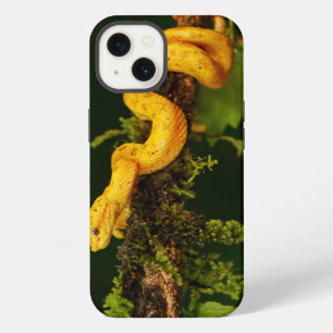 Serpiente víbora venenosa de Costa Rica