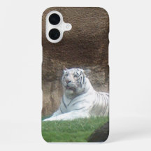 Tigre Blanco