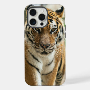 Tigre caminando por el bosque