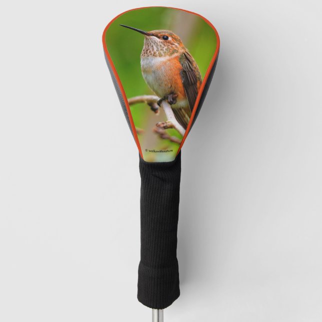 Funda Para Palo De Golf Colibrí rufosa hembra en el árbol de ciruelas (Anverso)