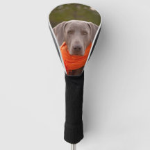 Dog Weimaraner Scarf Mascota Canine