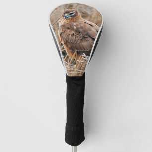 Funda Para Palo De Golf Hermoso Halcón Harrier en las marismas