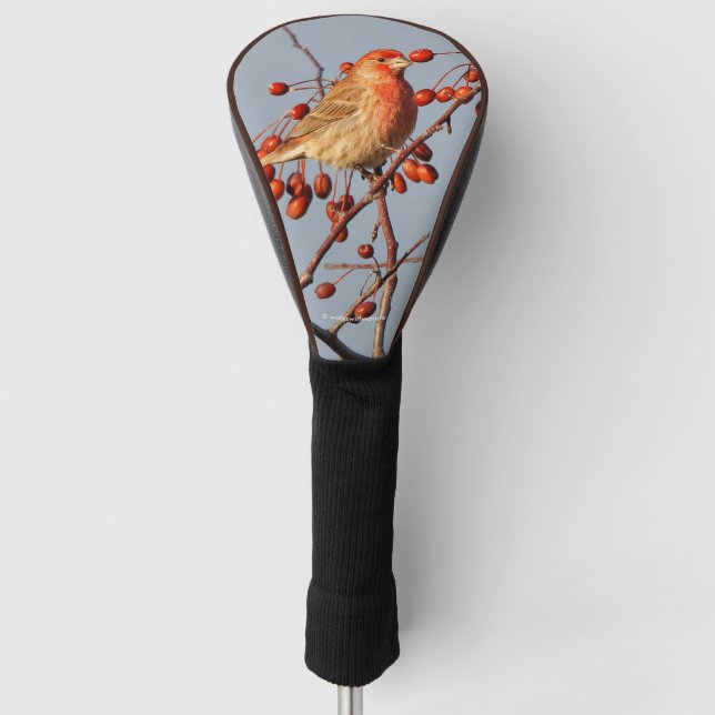 Funda Para Palo De Golf House Finch con Hawthorn Berries (Anverso)