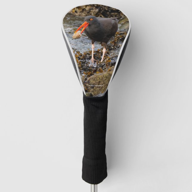 Funda Para Palo De Golf Impresionante Oystercatcher negro con almeja (Anverso)