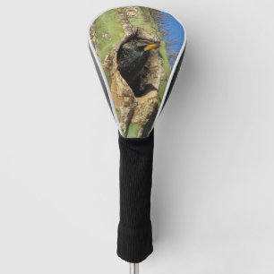 Funda Para Palo De Golf Mirando en Saguaro Cactus. Foto de pájaro suroeste
