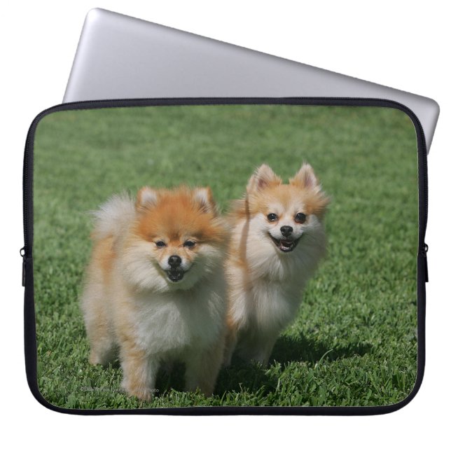 Funda Para Portátil 2 Pomeranians que mira la cámara (Frente)