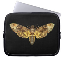 Acherontia Lachesis - Hawkmoth de cabeza de muerte