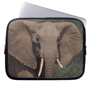 Funda Para Portátil África, Kenia, Nanyuki, Mpala. Elefante africano.