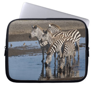 Funda Para Portátil África. Tanzania. Cebras bebiendo en Ndutu
