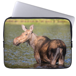 Funda Para Portátil Alce alimentándose en Glacier National Park, Monta