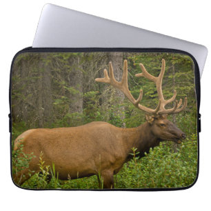 Funda Para Portátil Alce macho   Parque Nacional Banff, Alberta, Canad