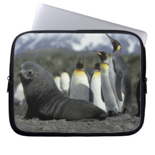 Funda Para Portátil Antártida, Isla Georgia del Sur. Lobo fino antárti