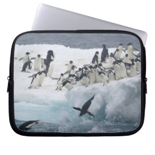 Funda Para Portátil Antártida, Isla Paulet. Pingüinos adelie