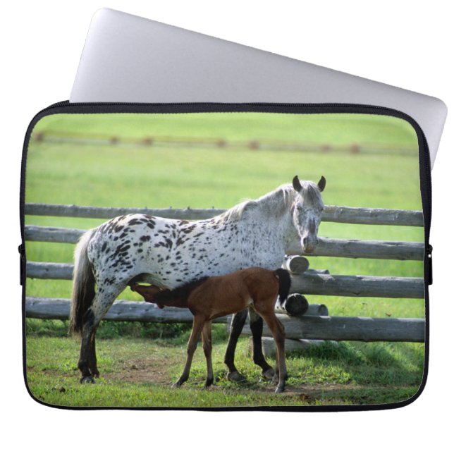 Funda Para Portátil Apaloosa Mare y Caballos de Colt (Frente)
