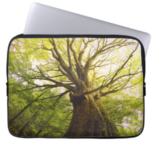 Funda Para Portátil Árbol de haya hermoso