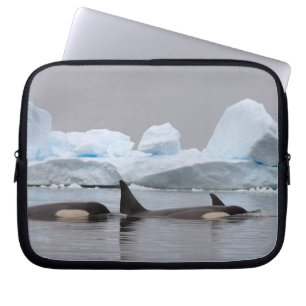 Funda Para Portátil ballenas asesinas (orcas), Orcinus orca, manada