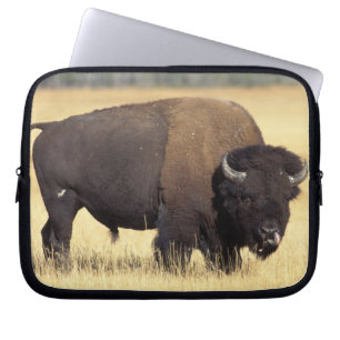 Funda Para Portátil Bisonte macho en Yellowstone National