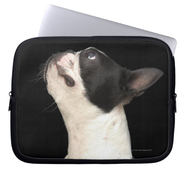 Funda Para Portátil Boston Terrier blanco y negro mirando (Frente)