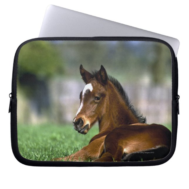 Funda Para Portátil Caballo excelente el | Irlanda (Frente)