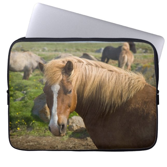 Funda Para Portátil Caballos islandeses en el noreste de Islandia (Frente)