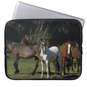 Funda Para Portátil Caballos salvajes 1 del mustango