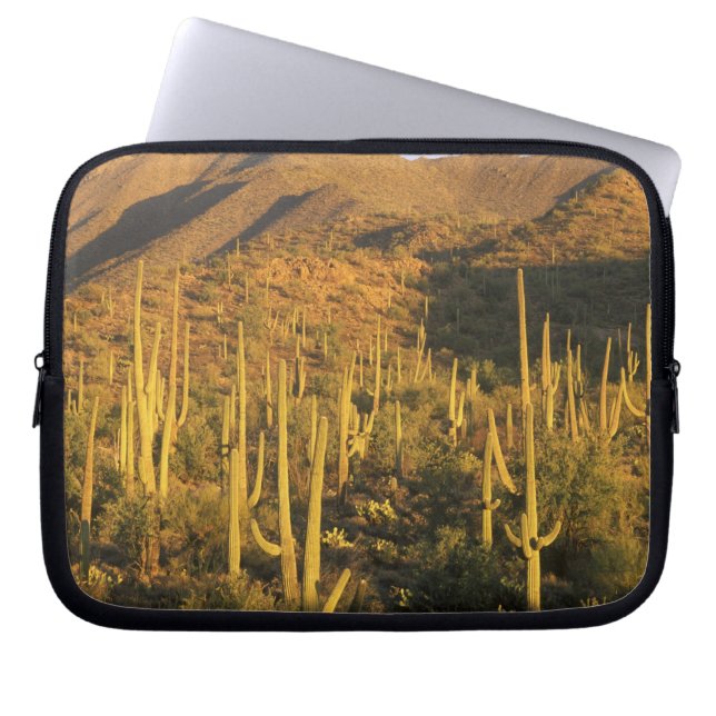Funda Para Portátil Cactus de Saguaro en el Parque Nacional de Saguaro (Frente)