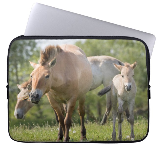 Funda Para Portátil Caminata de caballos y polos de Przewalski (Frente)