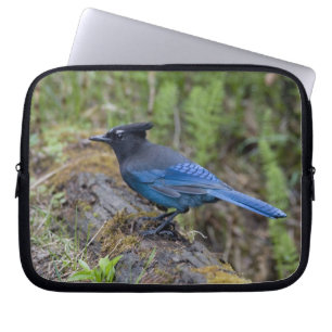 Funda Para Portátil Canadá: Columbia Británica, Yoho NP, arrendajo es