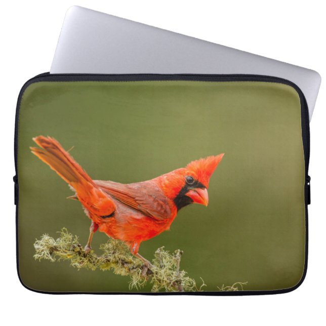 Funda Para Portátil Cardenal macho en rama (Frente)