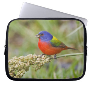 Funda Para Portátil Cazamoscas pintado (Passerian ciris) macho aliment